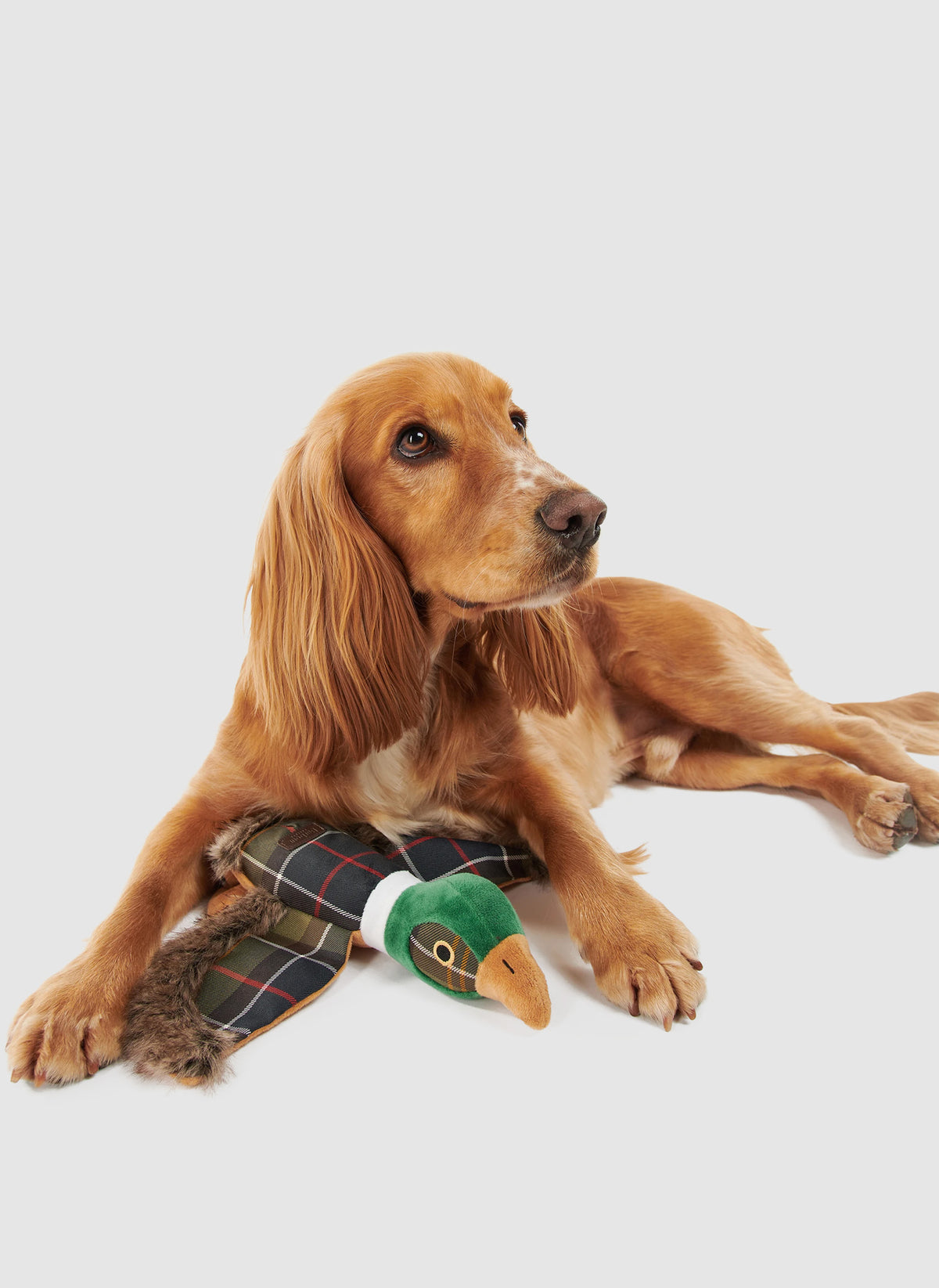 Dog Toy Pheasant - Classic